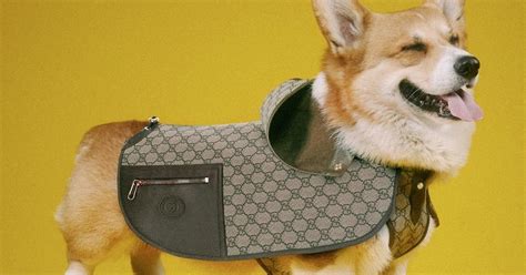 gucci für hunde|Haute Couture für Katz und Hund Gucci kleidet jetzt Vierbeiner ein.